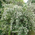 Escallonia x langleyensis uracladon P25